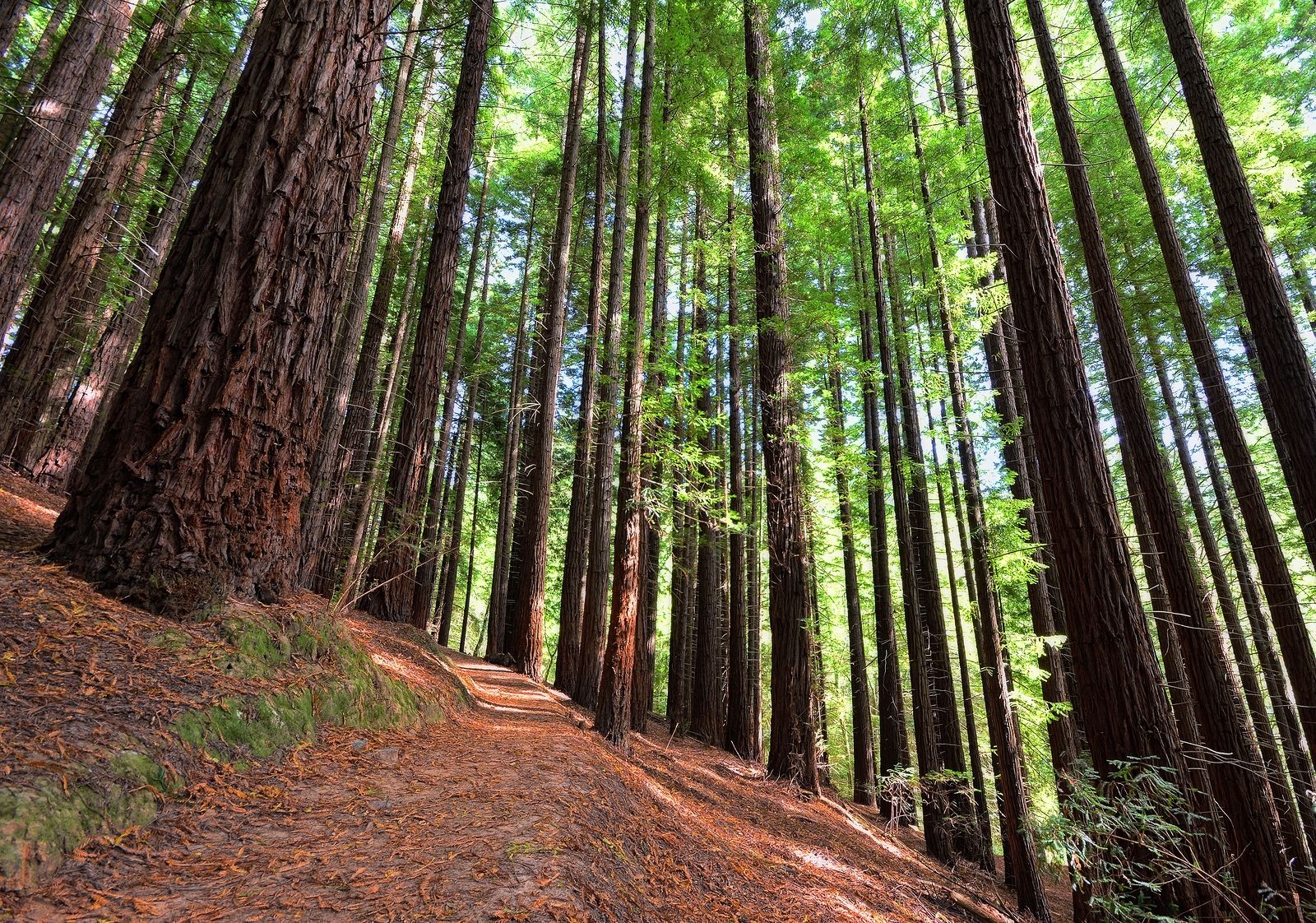 Descubriendo el impresionante bosque de sequoyas de Cabezón de la Sal en Cantabria